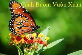Cánh bướm vườn xuân