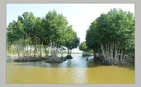 Nhớ về quê mẹ Năm Căn