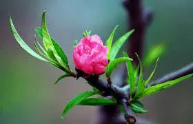 Phút giao thừa lặng lẽ