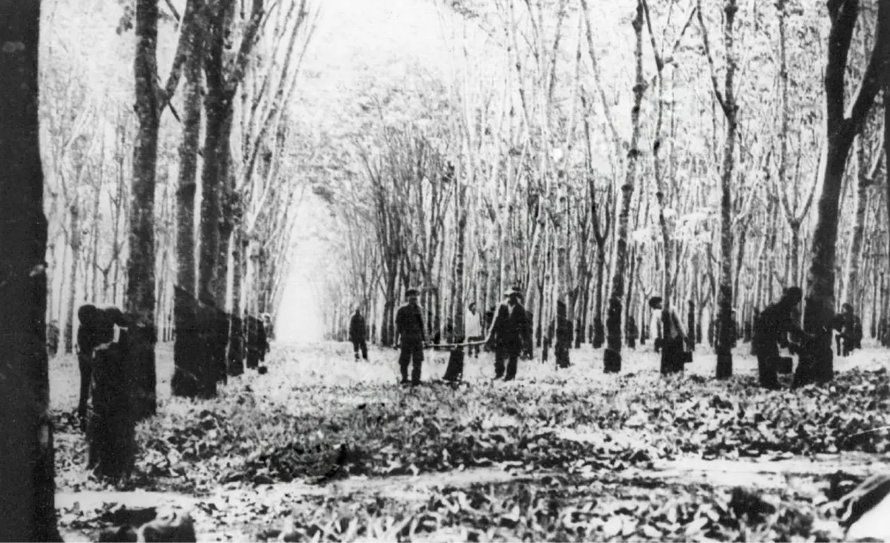 Rừng cao su quê tôi