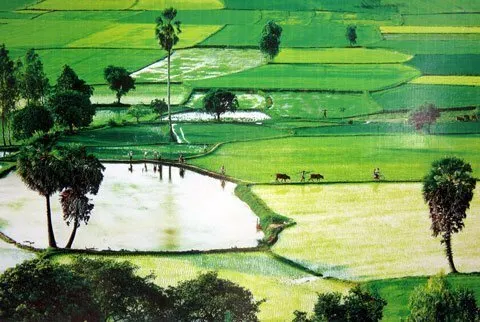Tình ca cây lúa Việt Nam