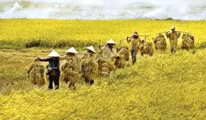 Qua cầu gánh lúa