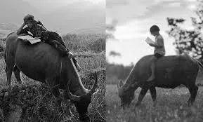 Áo trắng má hồng