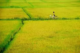Gió lộng bốn phương