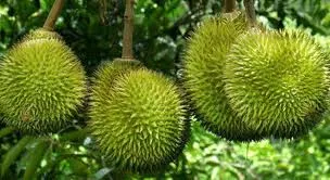 Cô gái bán sầu riêng