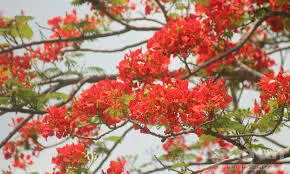 Nhớ cha trong mùa phượng đỏ