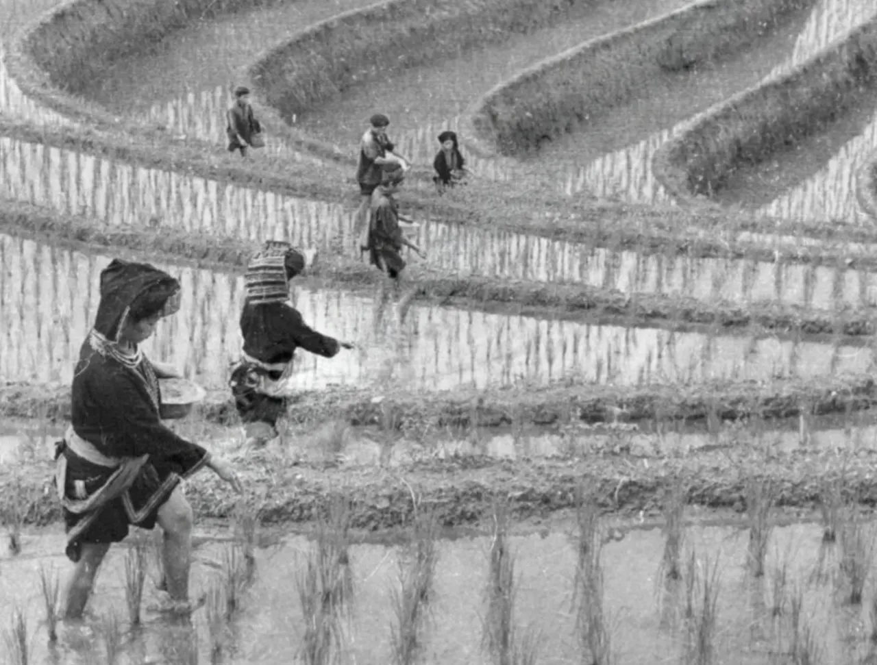 Tiếng hát trong mây