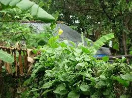 Người hàng xóm