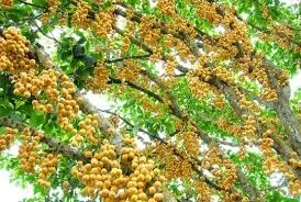 Chuyện mùa dâu chín