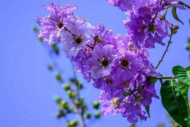 Hoa tím bằng lăng