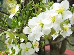 Hoa mua trắng