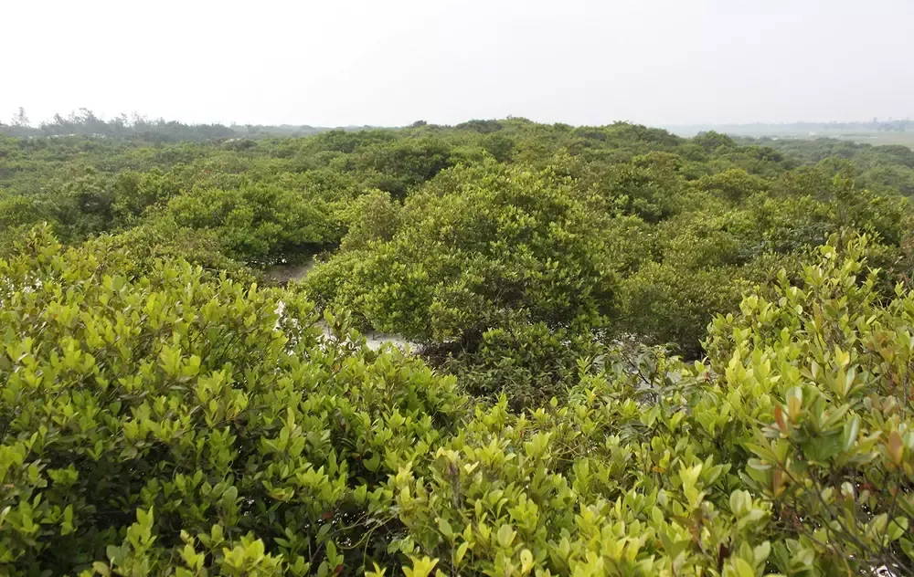Rặng trâm bầu