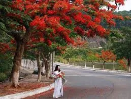Hoa phượng đợi chờ
