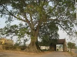 Hương xưa