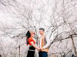 Gặp nhau giữa rừng mơ