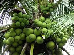 Bến Tre thơm ngát hương dừa