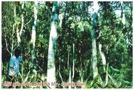 Mùa hoa quế