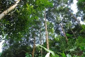 Trăng sáng trên rừng quế