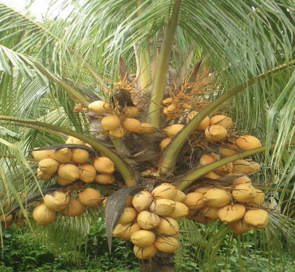 Dừa quê hương