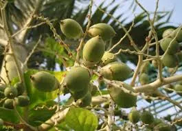 Buồng cau quê ngoại