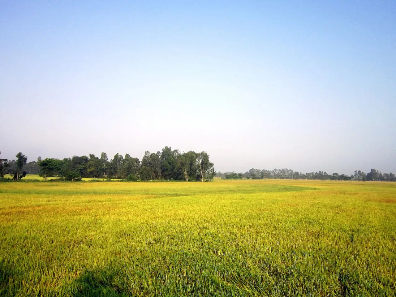 Đồng lúa reo