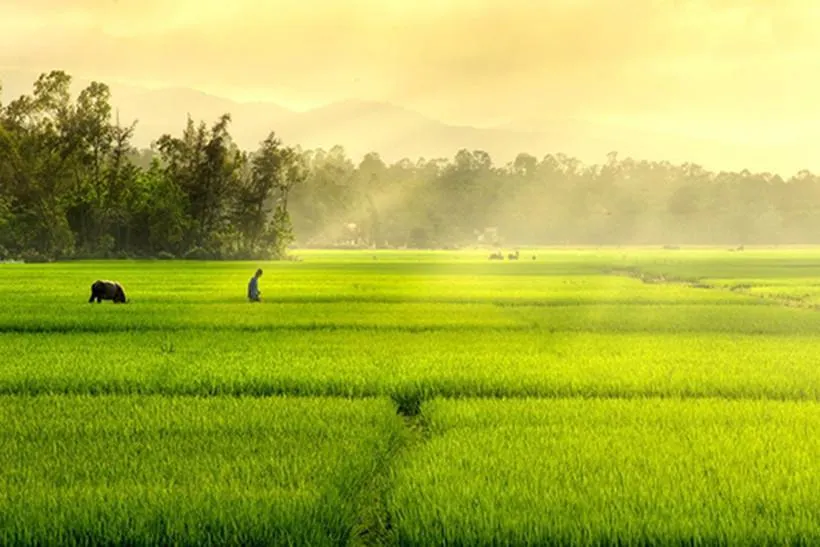 Thương quá Việt Nam