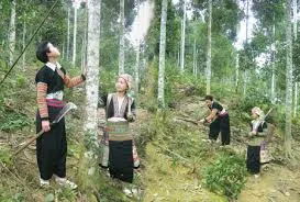 Trăng sáng trên rừng quế
