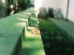 Giọt nắng bên thềm