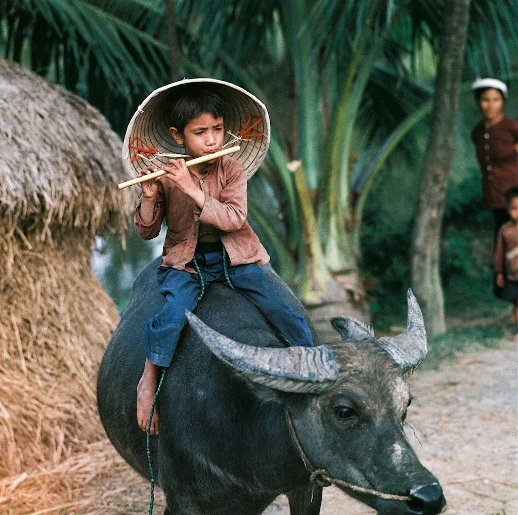 Lỳ và Sáo