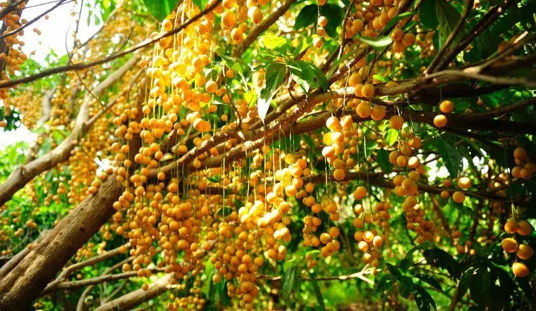 Chuyện mùa dâu chín