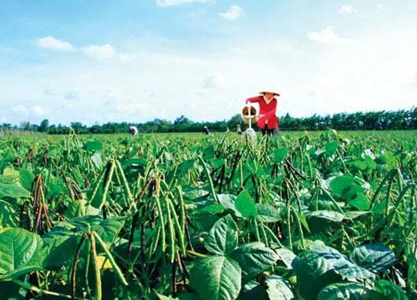 Cô gái tưới đậu