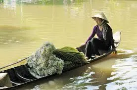Bông súng trắng